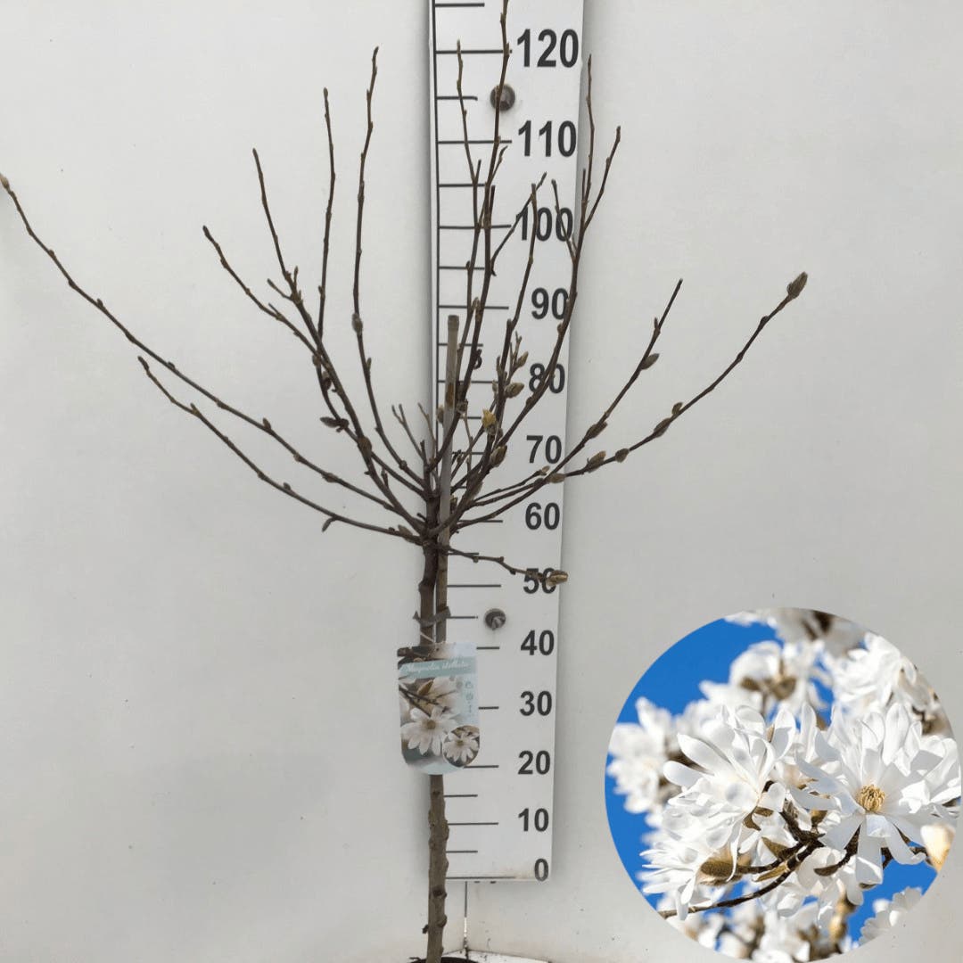 Stermagnolia Op Stam (Magnolia Stellata)