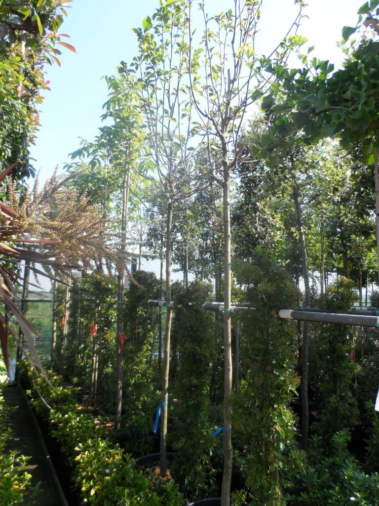 Beverboom (Magnolia 'Yellow River')