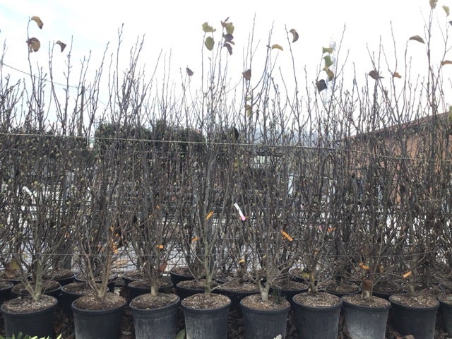 Beverboom Als Struik (Magnolia Susan)