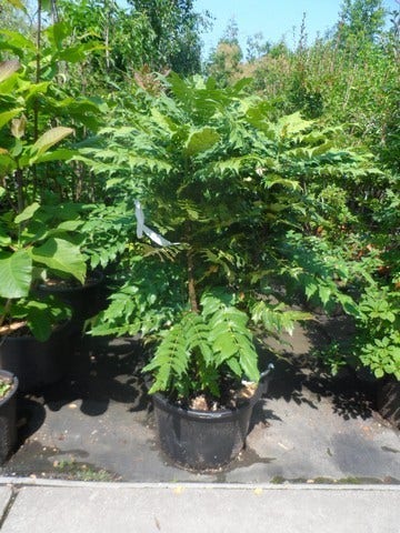 Mahoniestruik (Mahonia Media 'Charity')