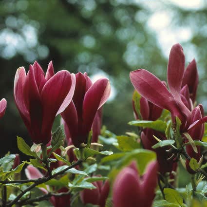 Beverboom (Magnolia Liliiflora 'Nigra')