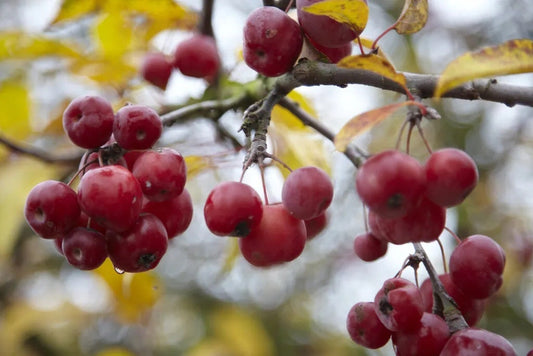 Sierappel (Malus 'Red Sentinel')