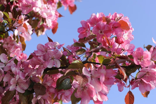 Sierappel Als Leiboom (Malus 'Rudolf')