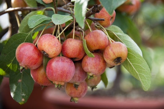 Sierappel (Malus 'Evereste')