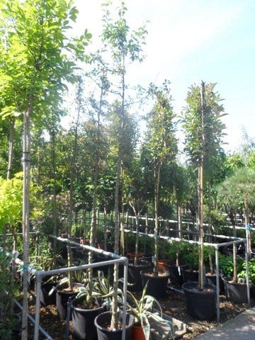 Sierappel (Malus 'Golden Hornet')