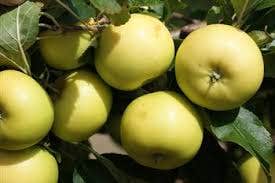 Appelboom (Malus Domestica 'Greensleeves')