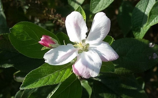 Appelboom (Malus Domestica 'Elstar')