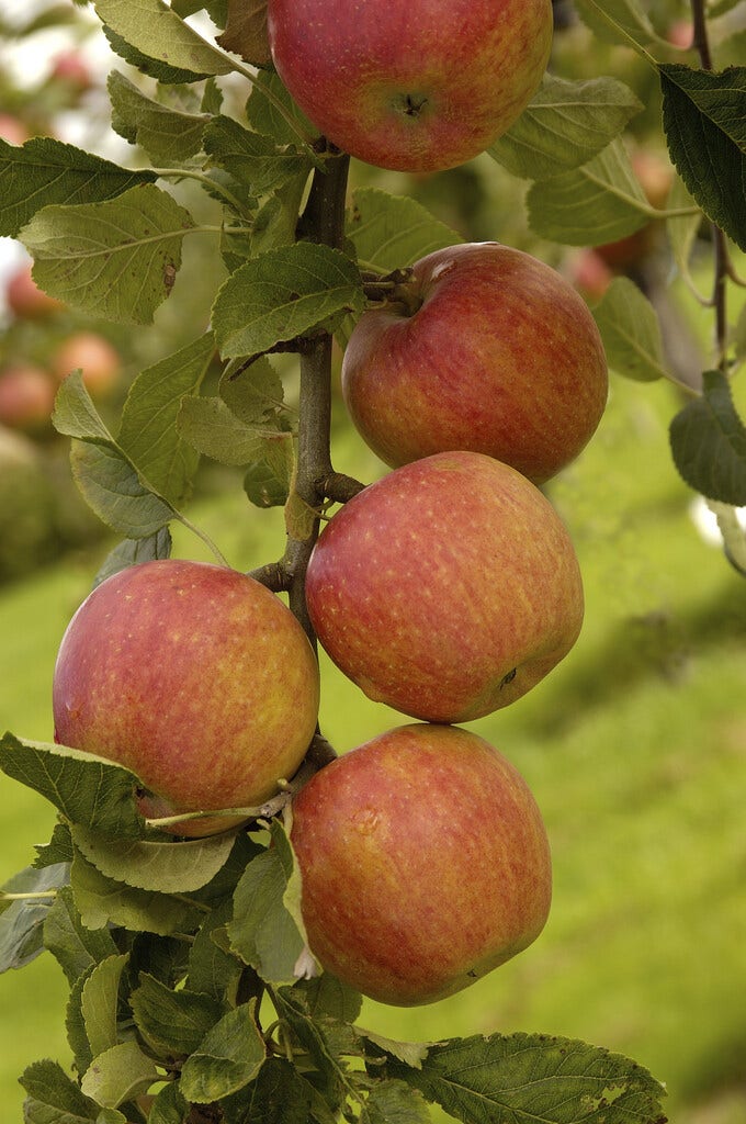 Appelboom (Malus Domestica 'Laxton's Superb')