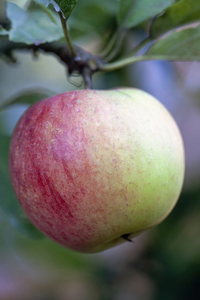 Appelboom (Malus Domestica 'Worcester Pearmain')