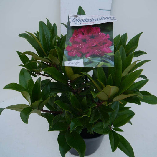 Rhododendron (Rhododendron 'Marie Forte')
