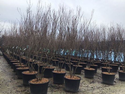Meerstammige Kornoelje (Cornus Kousa 'Milky Way')