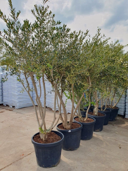 Meerstammige Olijfboom (Olea Europaea)