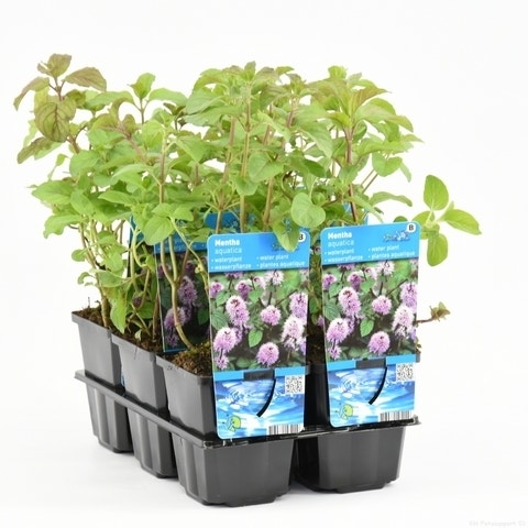 Watermunt (Mentha Aquatica)