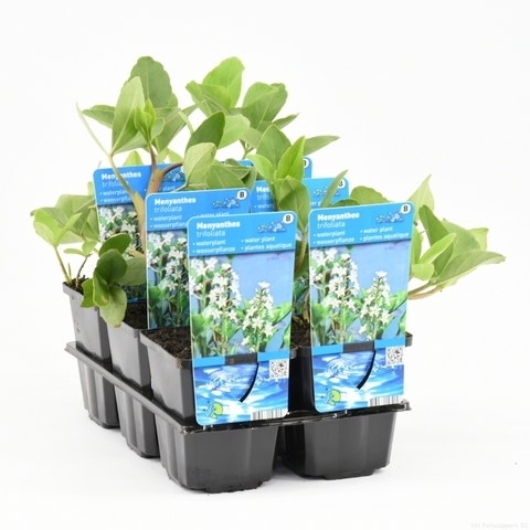 Waterdrieblad (Menyanthes Trifoliata)