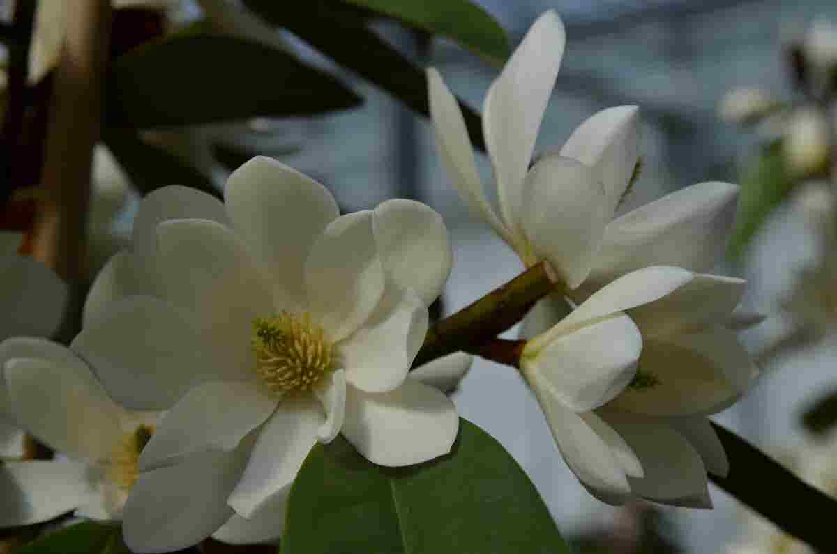 Michelia 'Fairy Magnolia White'