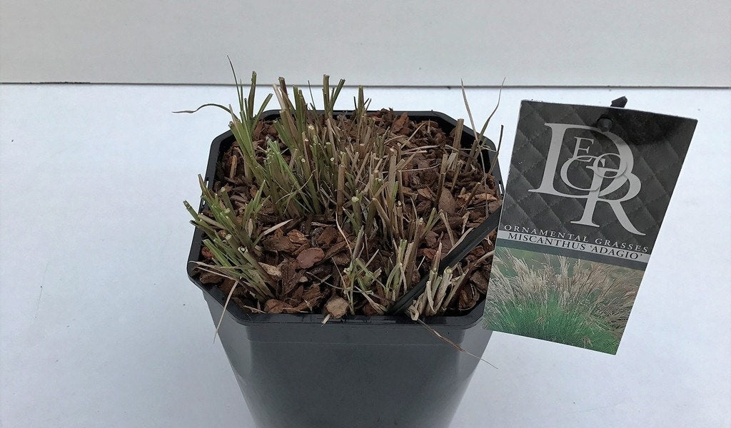 Prachtriet (Miscanthus Sinensis 'Adagio')