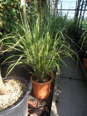 Chinees Riet / Sierriet (Miscanthus Sinensis 'Little Zebra')