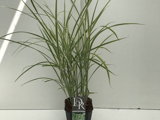 Prachtriet, Olifantgras (Miscanthus Sinensis 'Variegatus')
