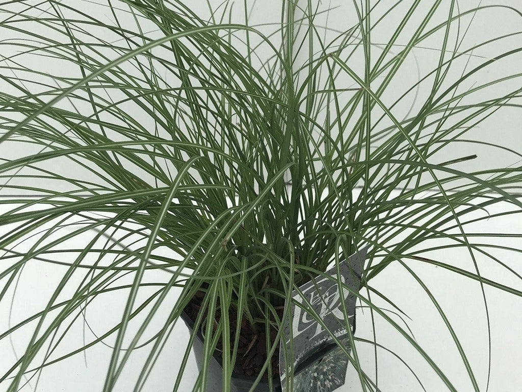 Chinees Riet, Sierriet (Miscanthus Sinensis 'Yaku Jima')