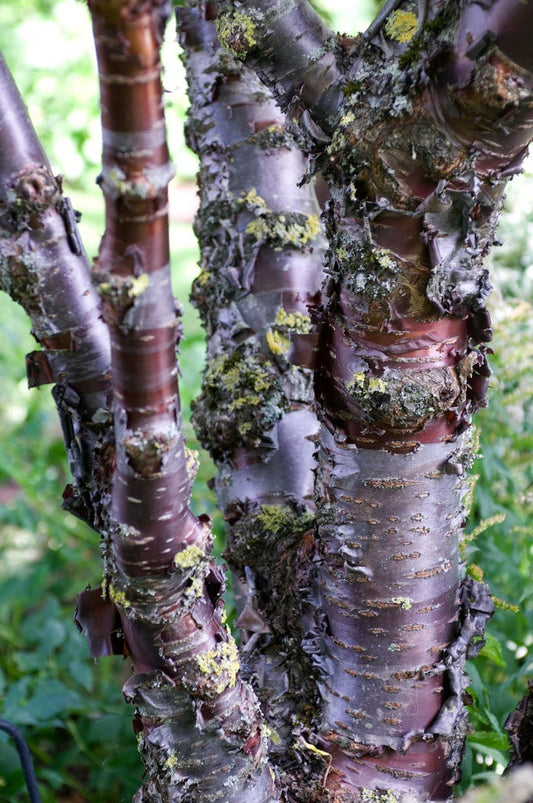Tibetaanse Sierkers (Prunus Serrula)