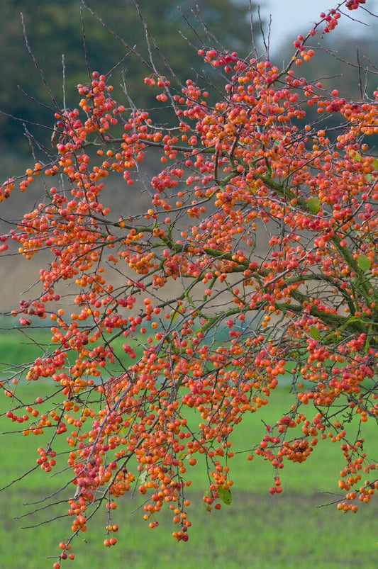 Grote Sierappel (Malus 'Evereste')