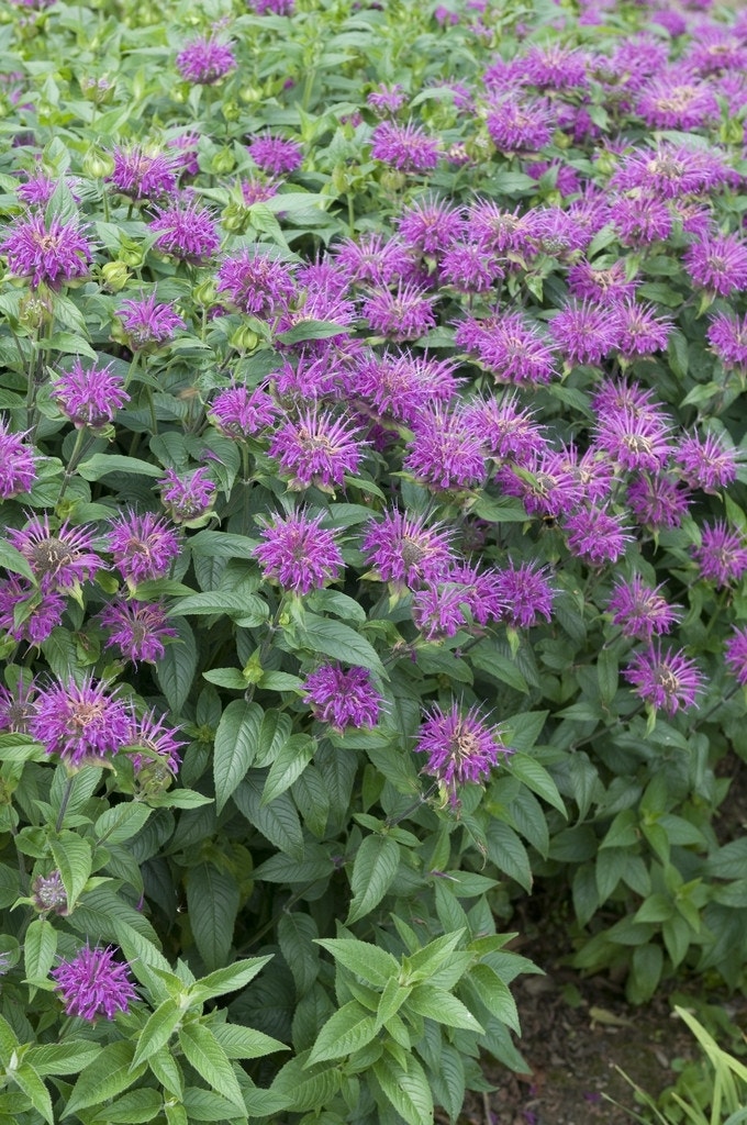 Bergamotplant (Monarda 'Blaustrumpf')