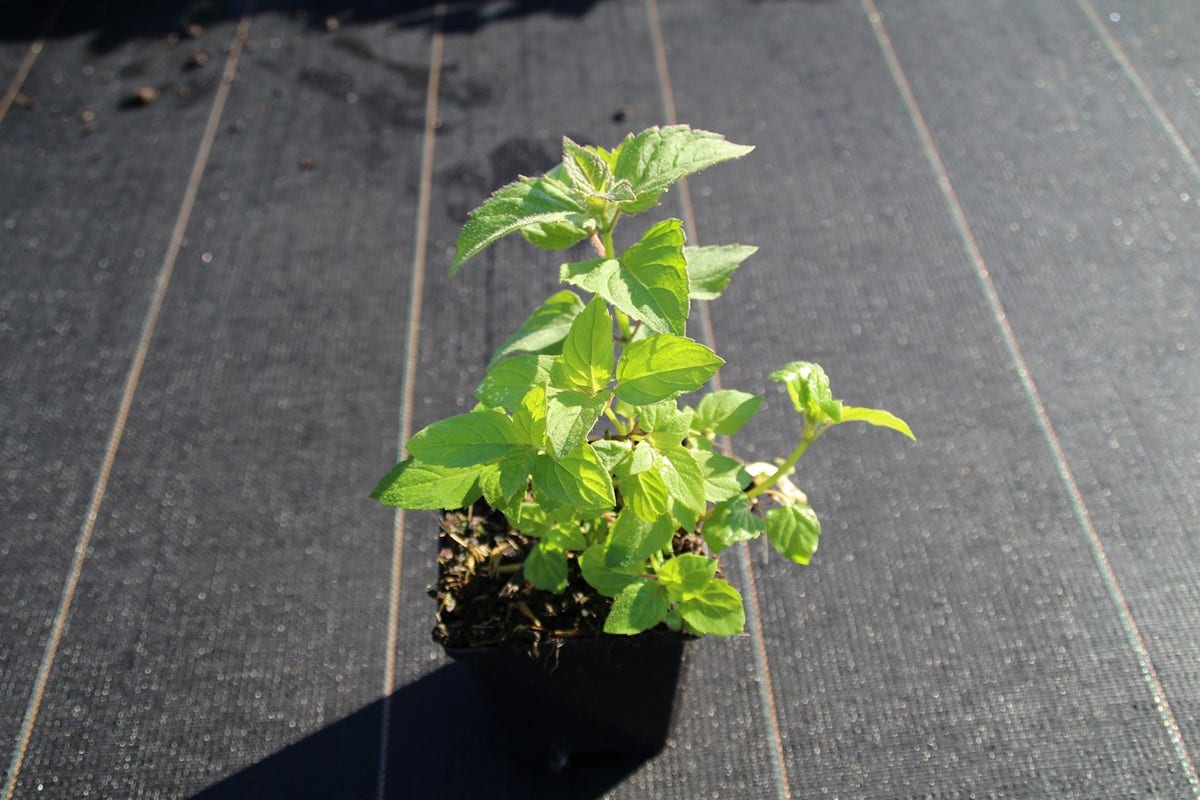 Bergamotplant (Monarda 'Gardenview Scarlet')