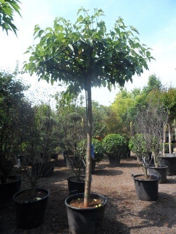 Dakmoerbei (Morus Alba 'Fruitless' )