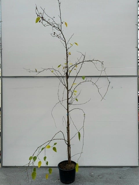 Dwergmoerbei Als Boom (Morus Rotundiloba 'Mojo Berry')