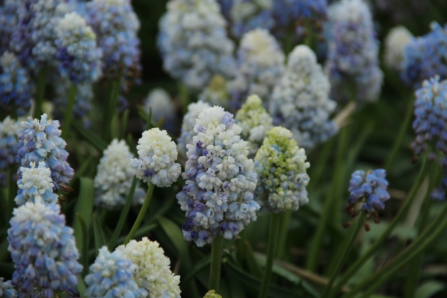 Blauwe Druifjes (Muscari 'Nature's Beauty')
