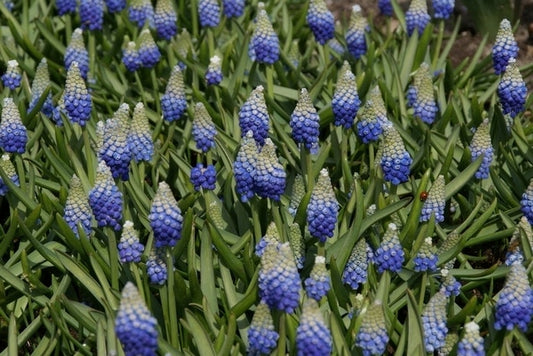 Blauwe Druifjes (Muscari Aucheri 'Ocean Magic')
