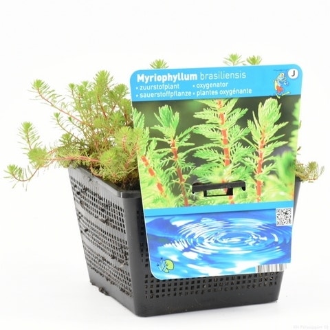 Diamantkruid (Myriophyllum 'Red Stem')