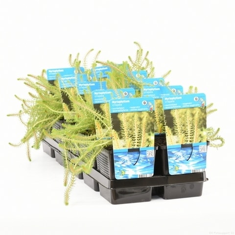 Vederkruid (Myriophyllum Crispata)
