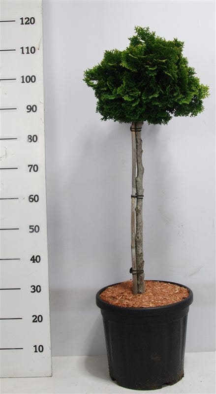 Dwergcypres Op Stam (Chamaecyparis Obtusa 'Nana Gracilis')