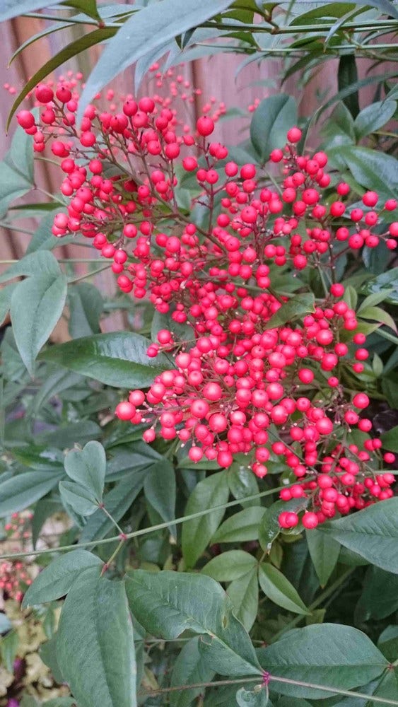Hemelse Bamboe (Nandina Domestica)