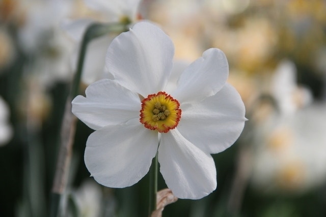 Narcis (Narcissus 'Actaea')