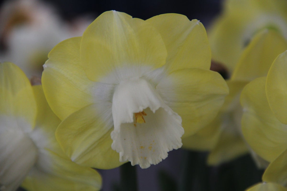 Narcis (Narcissus 'Avalon')