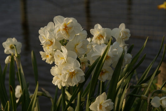 Narcis (Narcissus 'Bridal Crown')