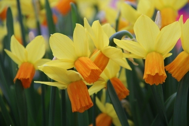 Narcis (Narcissus 'Jetfire')