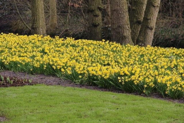 Narcis (Narcissus 'Tête-a-Tête')