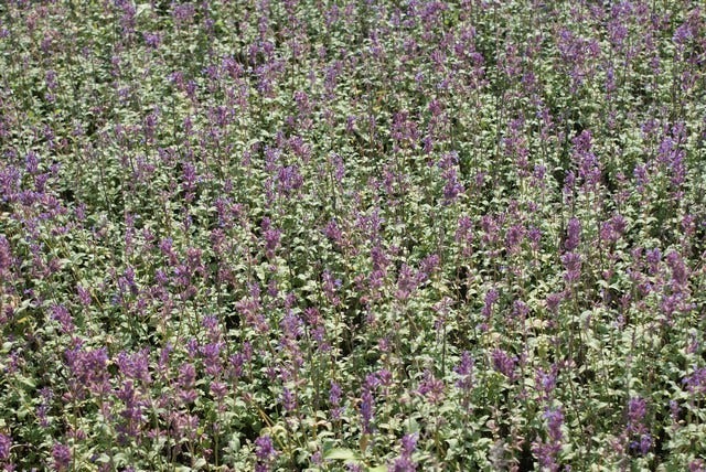 Kattenkruid (Nepeta Racemosa 'Grog')