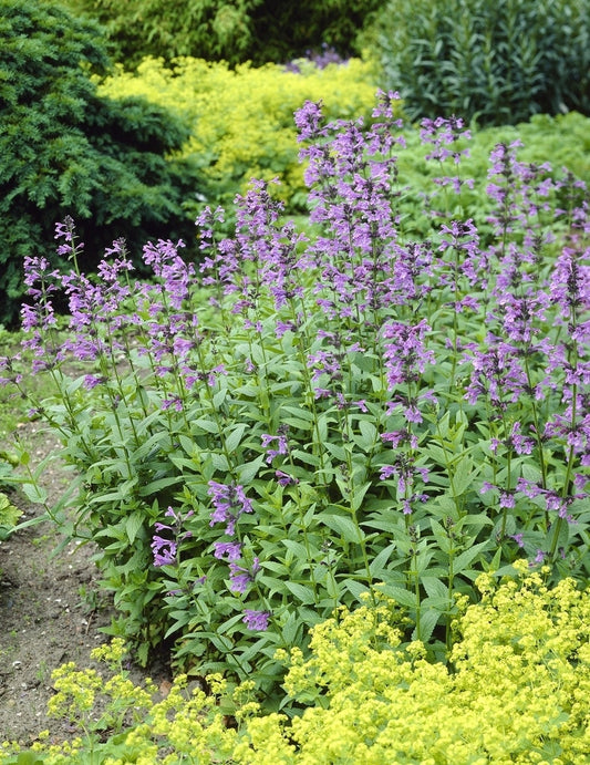 Kattenkruid (Nepeta Sibirica)
