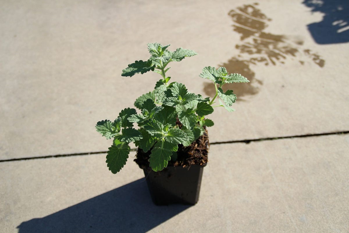 Kattenkruid (Nepeta 'Six Hills Giant')