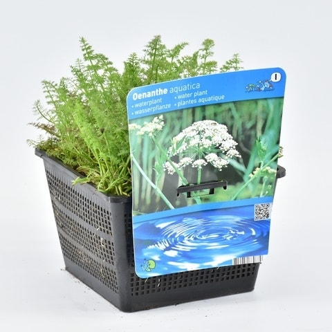 Watertorkruid (Oenanthe Aquatica)