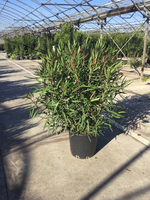 Smalbladige Oleander (Nerium Oleander 'Papa Gambetta')