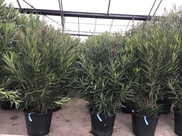 Smalbladige Oleander (Nerium Oleander 'Papa Gambetta')
