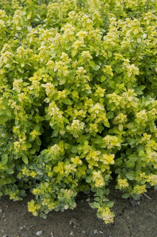 Majoraan/marjolein (Origanum Vulgare 'Aureum')