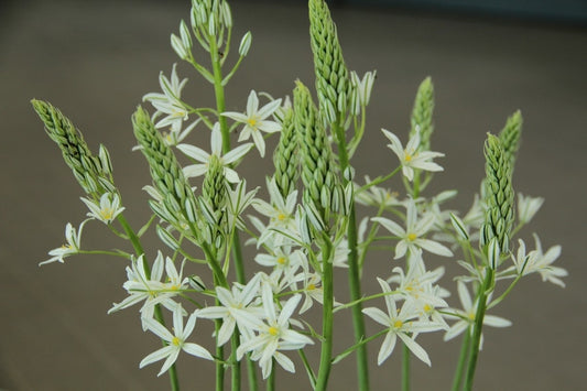 Vogelmelk (Ornithogalum Ponticum 'Sochi')