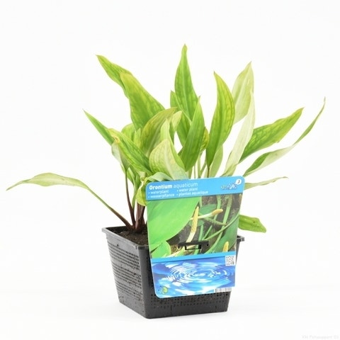 Goudkolf (Orontium Aquaticum)