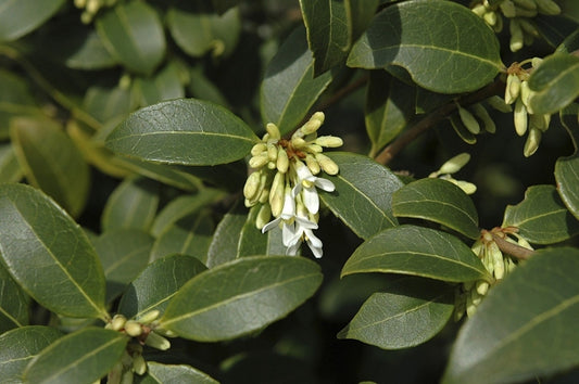 Schijnhulst (Osmanthus Burkwoodii)
